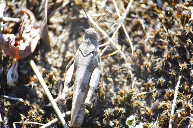Oedipoda caerulescens - kékszárnyú sáska