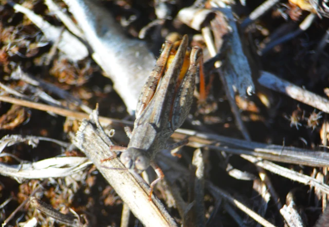 Calliptamus italicus - olaszsáska