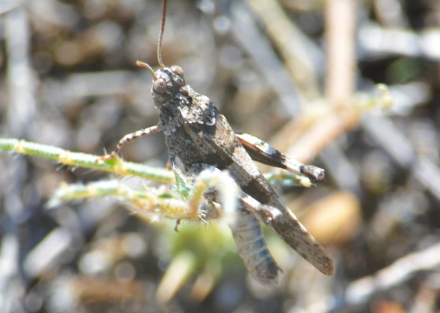 Oedipoda caerulescens - kékszárnyú sáska