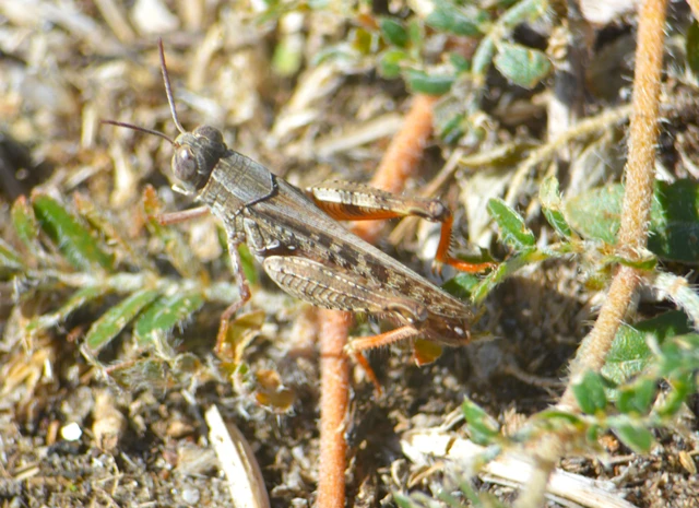Calliptamus italicus - olaszsáska