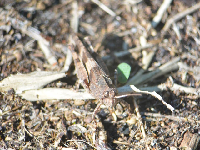 Oedipoda caerulescens - kékszárnyú sáska