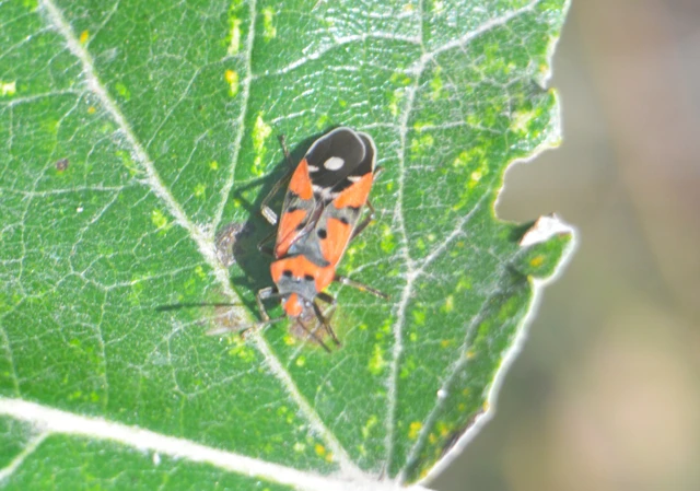 Lygaeus equestris/simulans