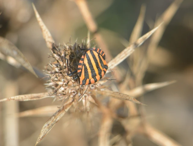 Graphosoma italicum - csíkos pajzsospoloska