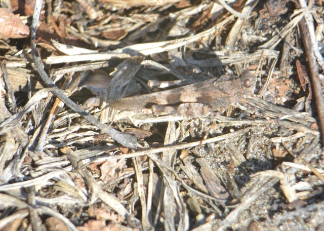 Oedipoda caerulescens - kékszárnyú sáska