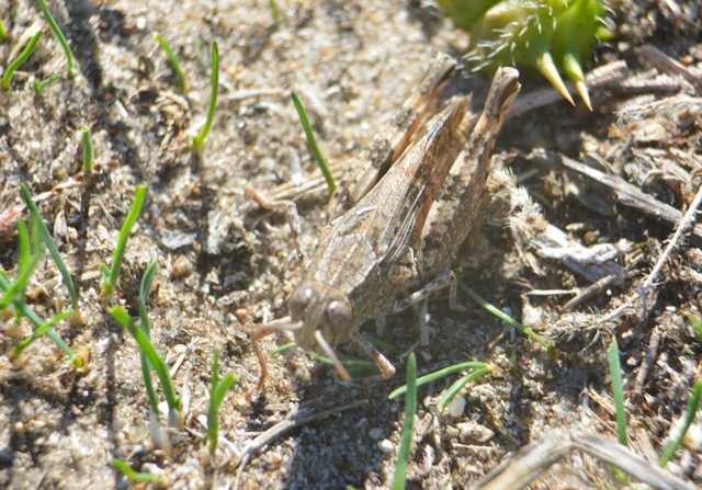 Calliptamus italicus - olaszsáska