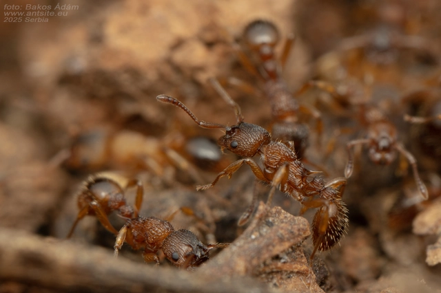 Myrmica sabuleti - gyakori bütyköshangya