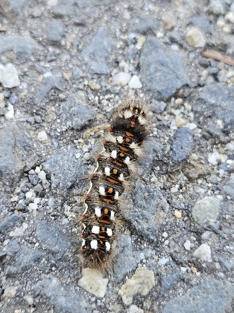 Acronicta rumicis - sóska-szigonyosbagoly Acronicta rumicis - sóska-szigonyosbagoly