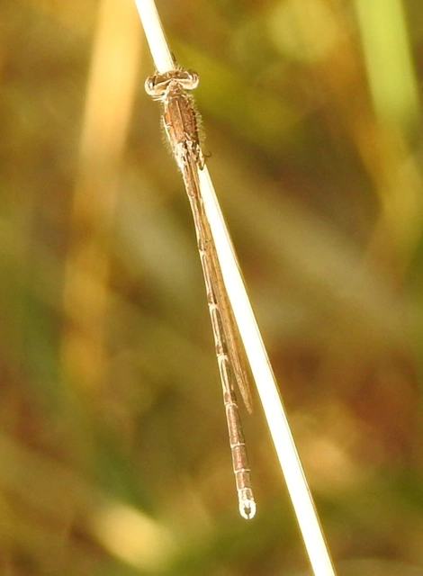 Sympecma fusca - téli rablószitakötő