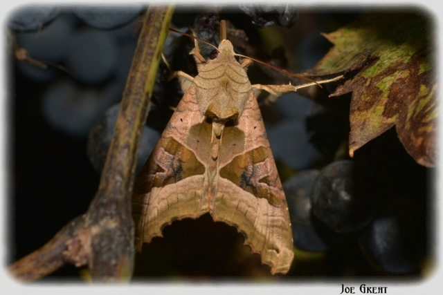 Phlogophora meticulosa - vándorló csipkésbagoly