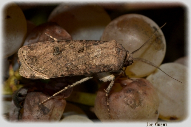 Agrotis segetum - vetési földibagoly