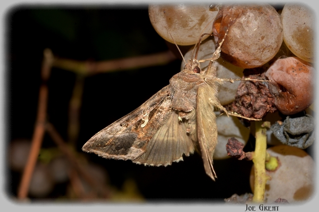 Autographa gamma - gammalepke