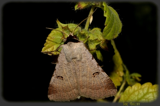 Lygephila craccae - gyakori csüdfűbagoly