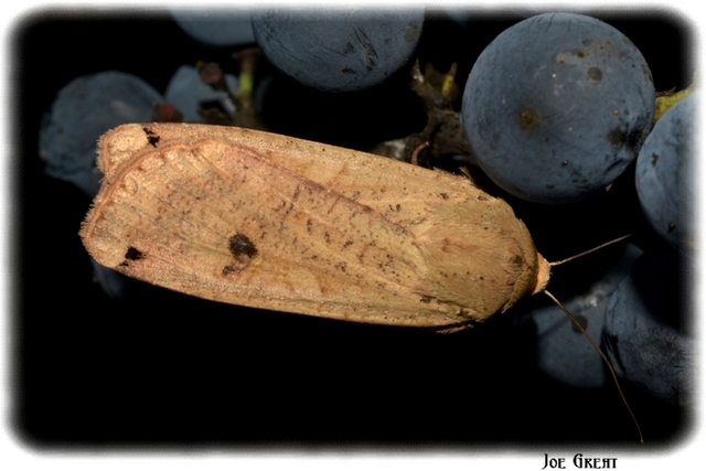 Noctua pronuba - nagy sárgafűbagoly