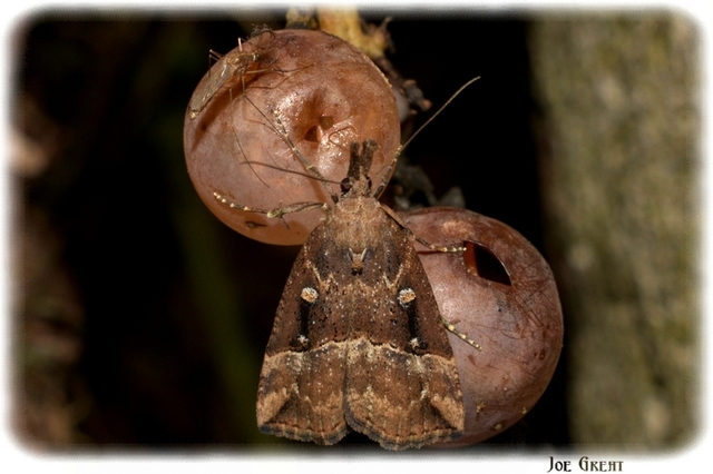 Hypena rostralis - közönséges karcsúbagoly