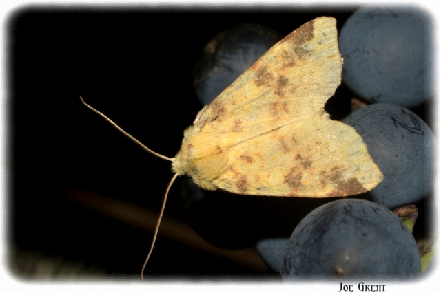 Cirrhia icteritia - nyárfa-sárgabagoly