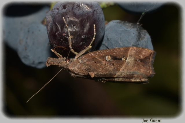 Hypena rostralis - közönséges karcsúbagoly