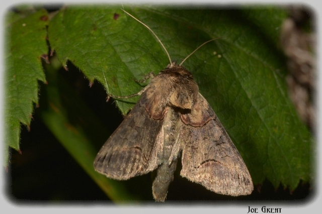 Abrostola triplasia - közönséges csalánbagoly
