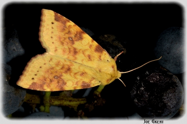 Cirrhia icteritia - nyárfa-sárgabagoly
