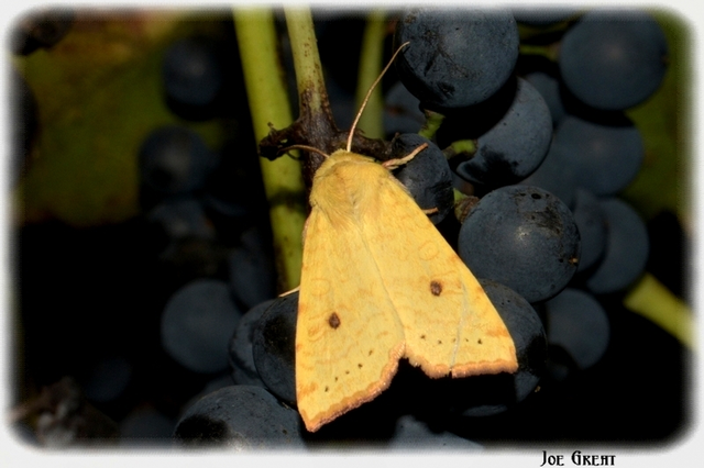 Cirrhia icteritia - nyárfa-sárgabagoly