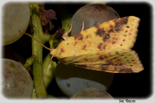 Cirrhia icteritia - nyárfa-sárgabagoly