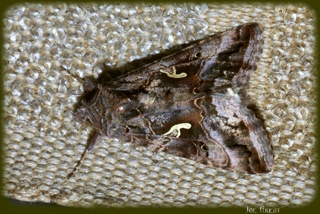 Autographa gamma - gammalepke