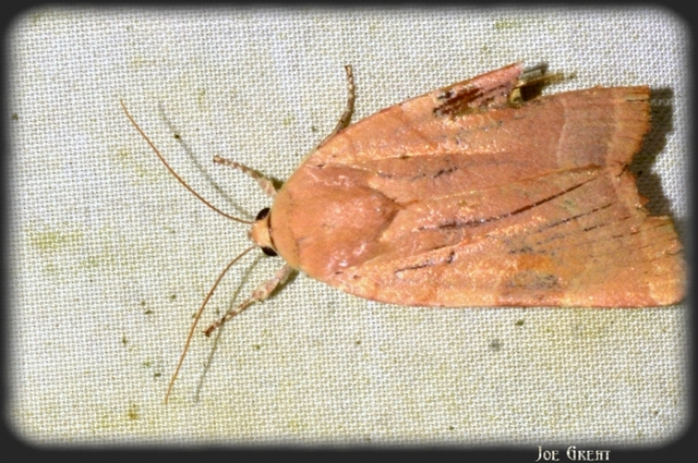 Noctua fimbriata - szélessávú sárgafűbagoly