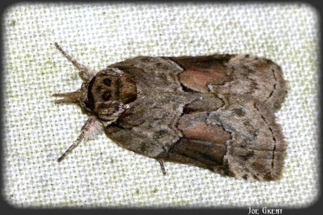 Nycteola siculana - fűz-trapézbagoly