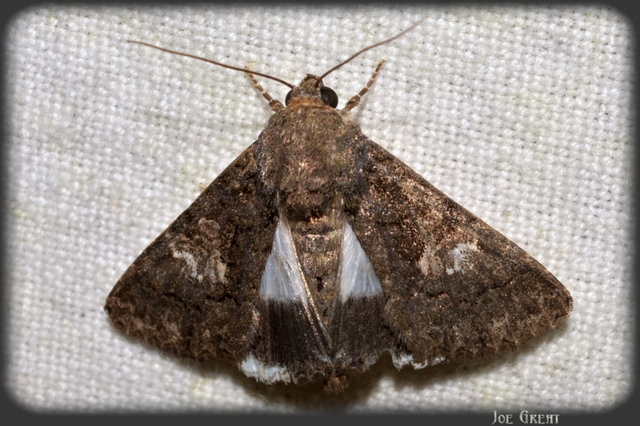 Anophia leucomelas - déli folyófűbagoly