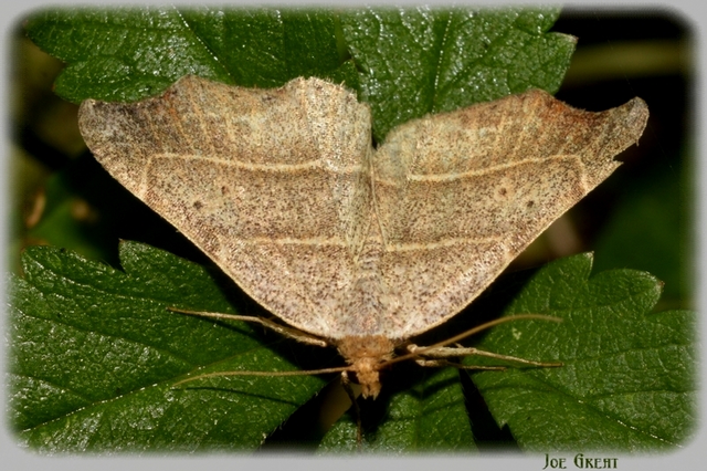 Laspeyria flexula - zuzmóbagoly