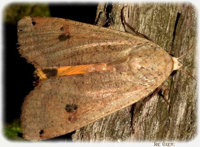 Noctua pronuba - nagy sárgafűbagoly