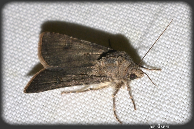 Agrotis segetum - vetési földibagoly