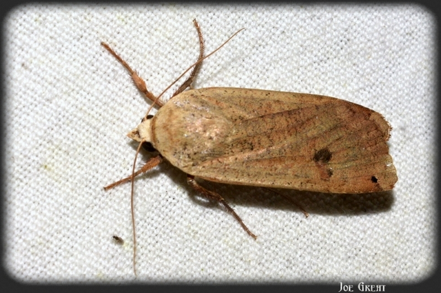 Noctua pronuba - nagy sárgafűbagoly