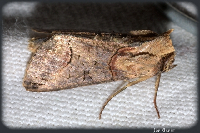 Abrostola triplasia - közönséges csalánbagoly