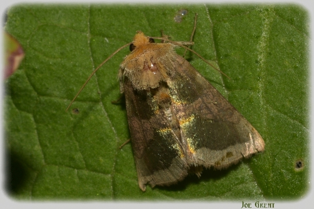 Diachrysia chrysitis/stenochrysis