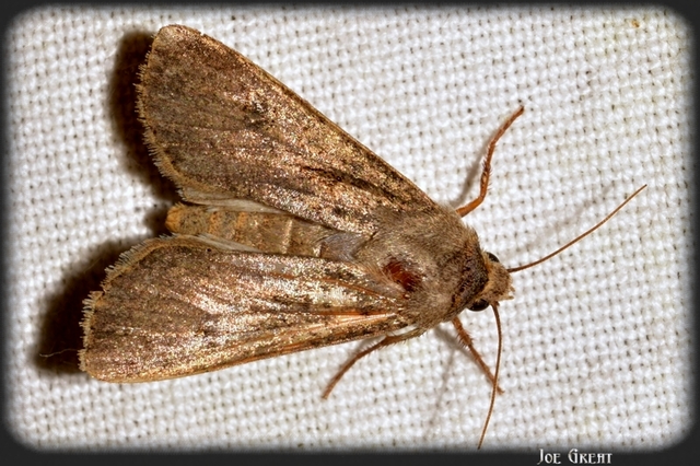 Agrotis segetum - vetési földibagoly