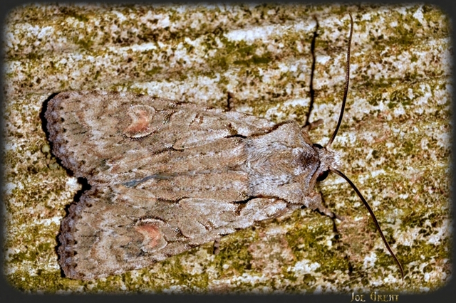 Lithophane ornitopus - közönséges fabagoly