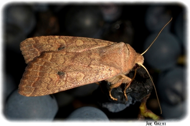 Sunira circellaris - okkersárga őszibagoly Sunira circellaris - okkersárga őszibagoly