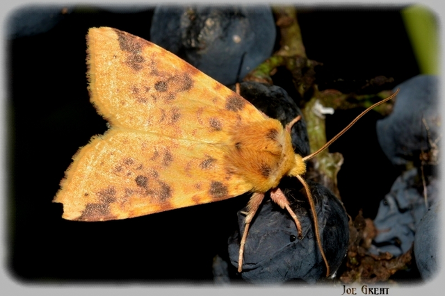 Cirrhia