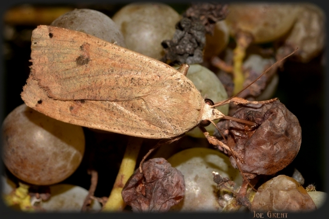 Noctua pronuba - nagy sárgafűbagoly