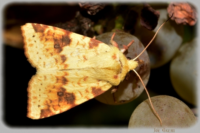 Cirrhia icteritia - nyárfa-sárgabagoly