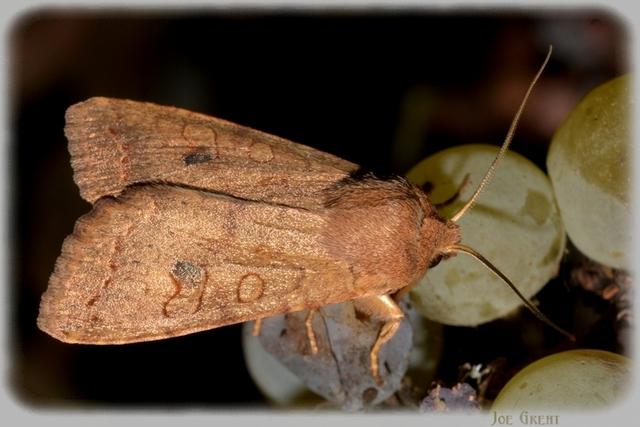 Sunira circellaris - okkersárga őszibagoly Sunira circellaris - okkersárga őszibagoly