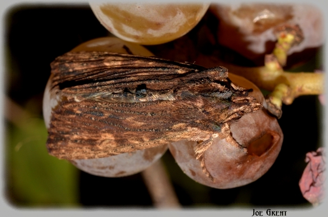 Lithophane semibrunnea - keskenyszárnyú fabagoly