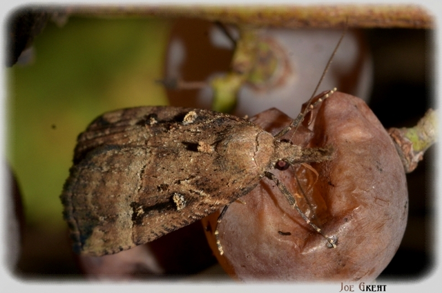 Hypena rostralis - közönséges karcsúbagoly