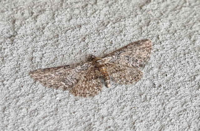 Eupithecia inturbata - juhar-törpearaszoló