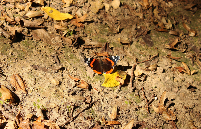 Vanessa atalanta - atalantalepke