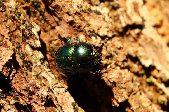 Trypocopris vernalis - tavaszi álganéjtúró