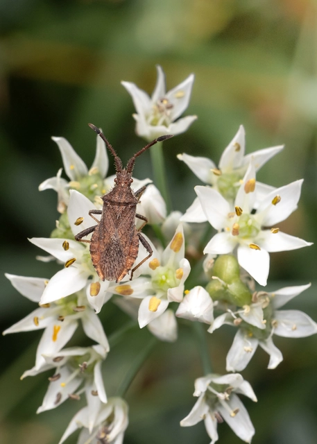 Coriomeris