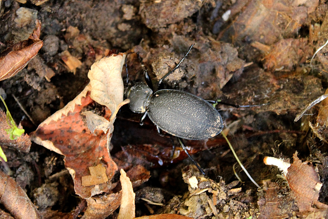 Carabus coriaceus - bőrfutrinka Carabus coriaceus - bőrfutrinka