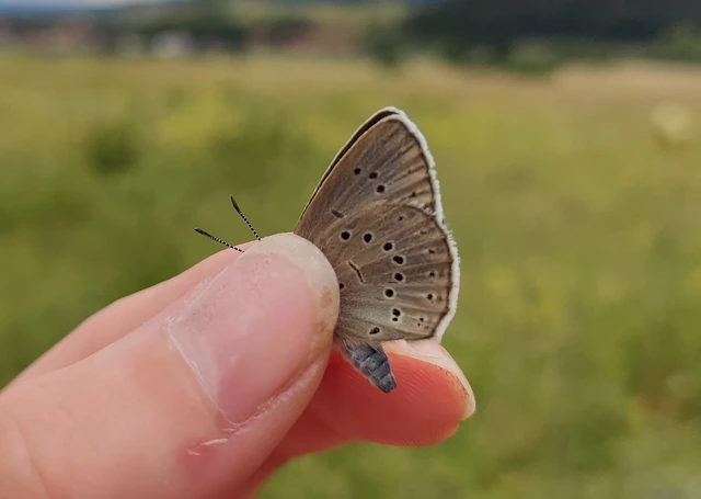 Phengaris teleius - vérfű-hangyaboglárka