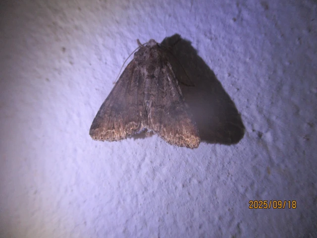 Hadula trifolii - lóherebagoly